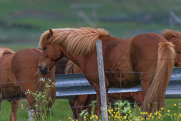 Garth Steger - Icelandic Horses