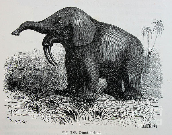 Deinotherium (white background)