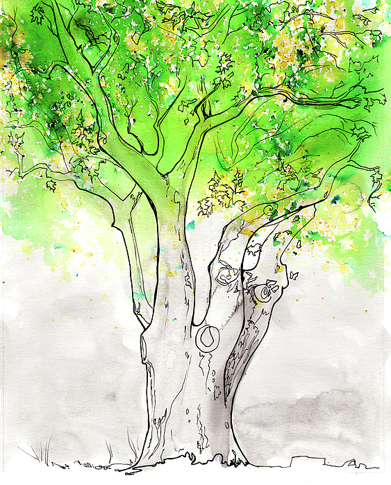 Katherine Nutt - Impressions of the Backyard Oak