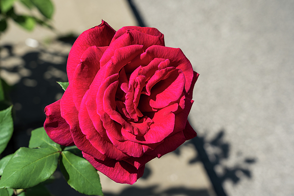 Georgia Mizuleva - In Full Bloom - Vibrant Fragrant Red Rose