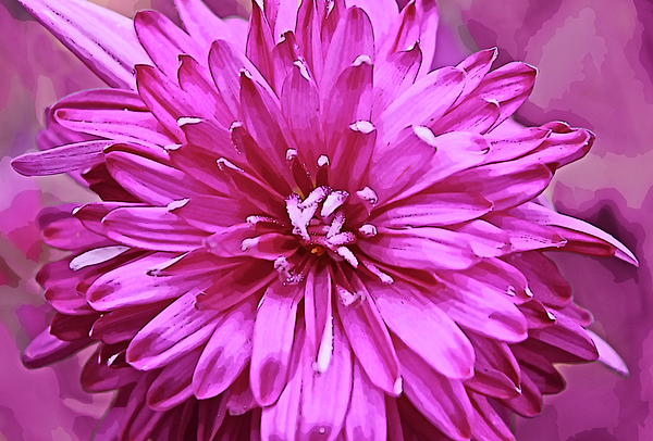 Gaby Ethington - In the Pink Mum Flower