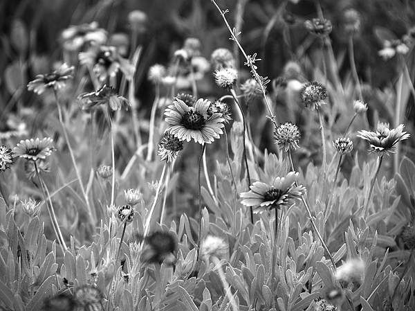 White best sale blanket flower