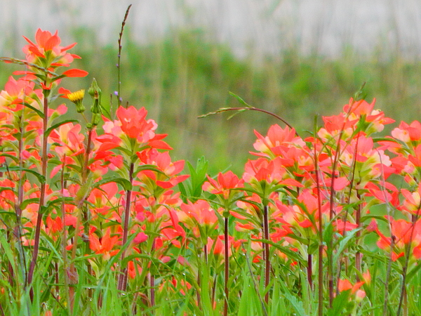 Flower Art