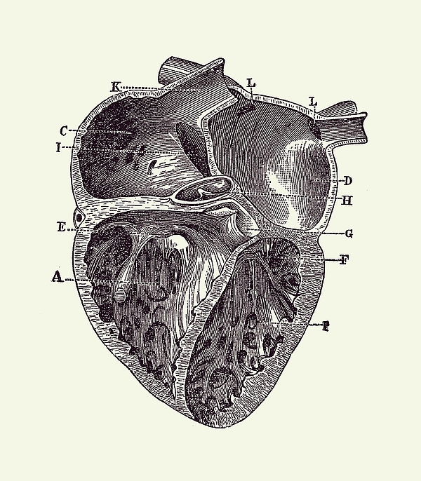 Simple Human Heart Diagram 2 Weekender Tote Bag by Vintage Anatomy Prints -  Fine Art America