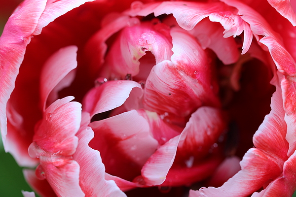 Michaela Perryman - Inside a Furled Tulip