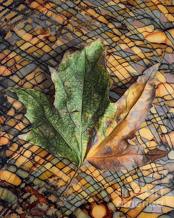 Pattern Photographs