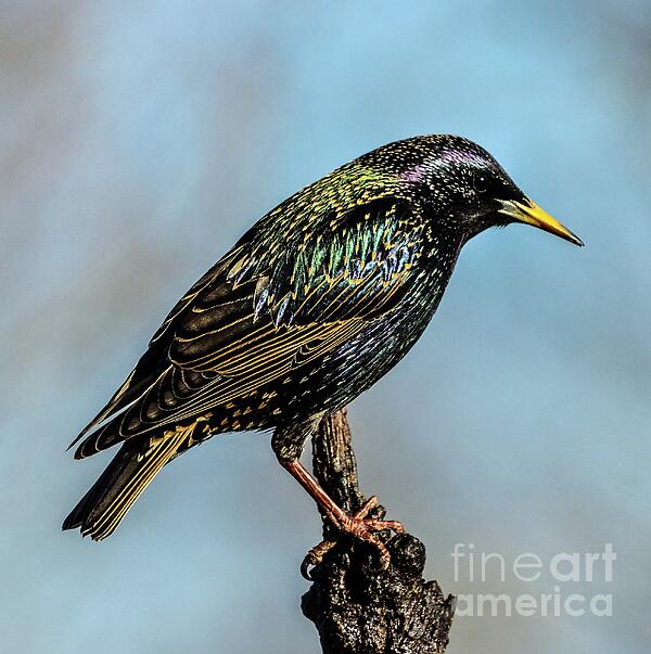 Cindy Treger - Iridescent Plumage of a European Starling