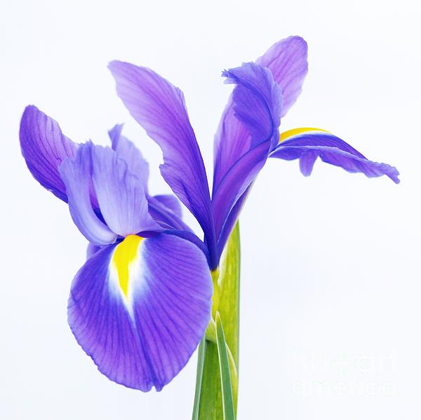Flower Photographs
