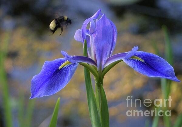 Dodie Ulery - Iris with a bumble bee