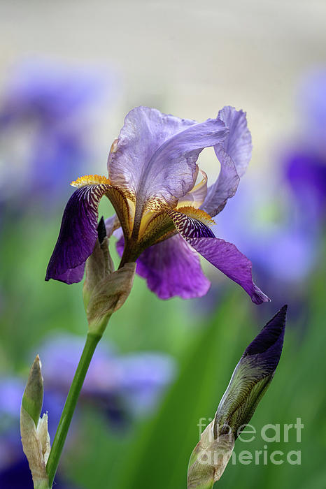 Jenny Rainbow - Iris Flower from Firenze Giardino dell