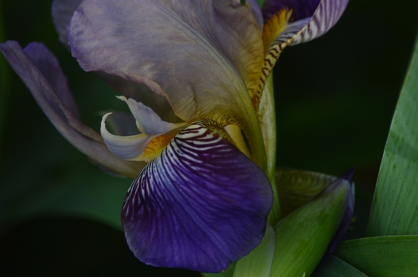 Gaby Ethington - Iris Flower in the Dark