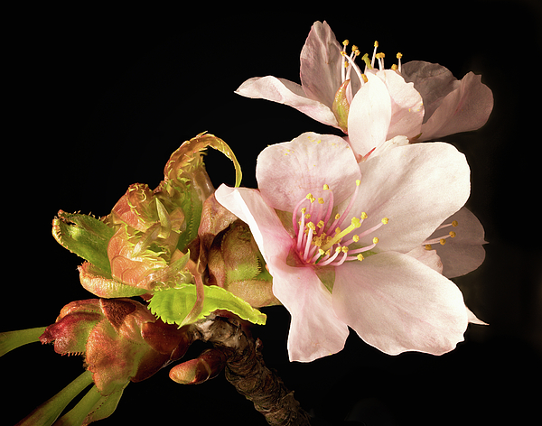 Steven Nelson - Isolated Cherry Blossom