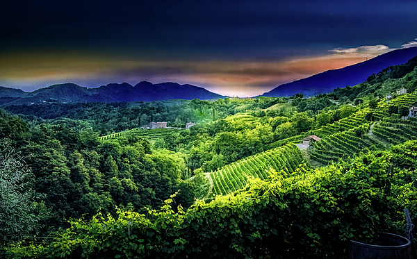Norma Brandsberg - Italian Prosecco Winery Hillside at sunset