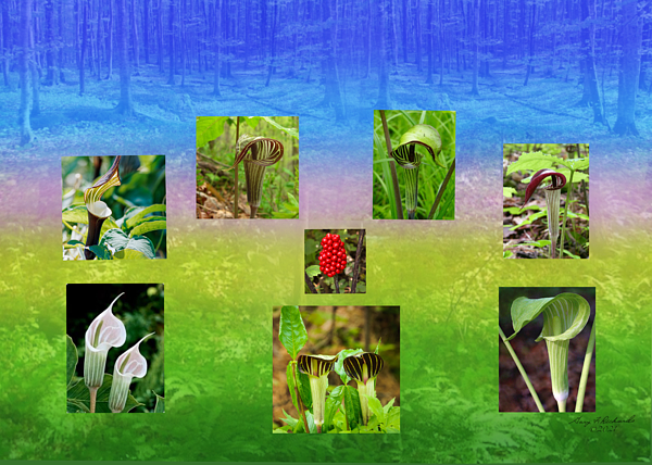 Gary F Richards - Jack-in-the-Pulpit Diversity and Faith