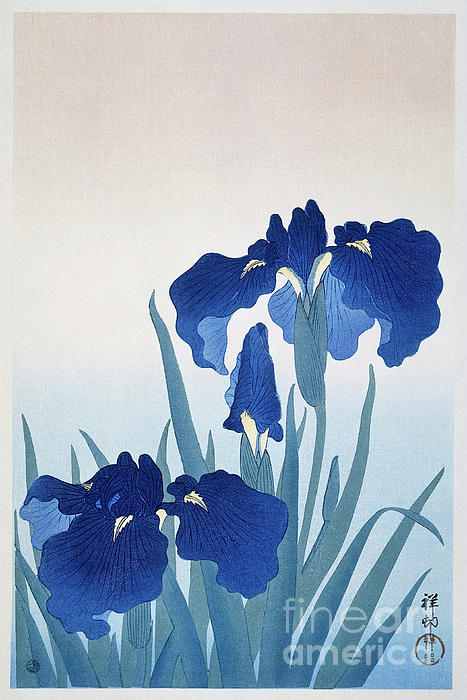 Diane Hocker - Japanese Iris Flowers by Ohara Koson