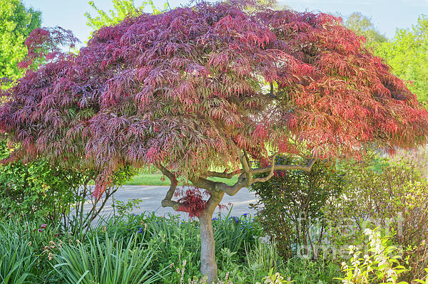 Iris Richardson - Japanese Maple Tree