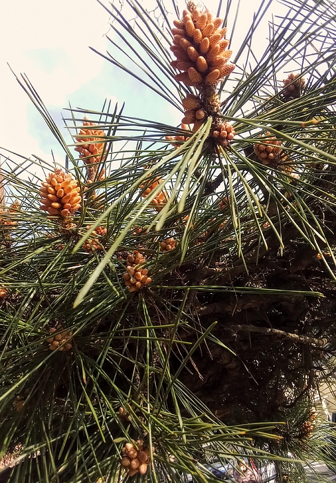Marine B Rosemary - Japanese pine