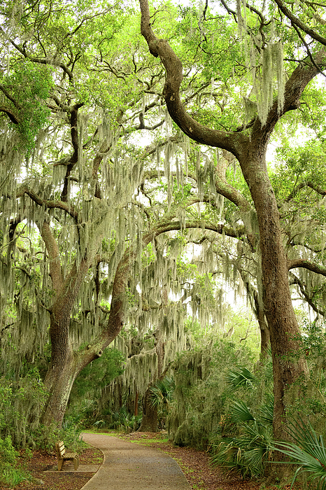 Tree Photographs