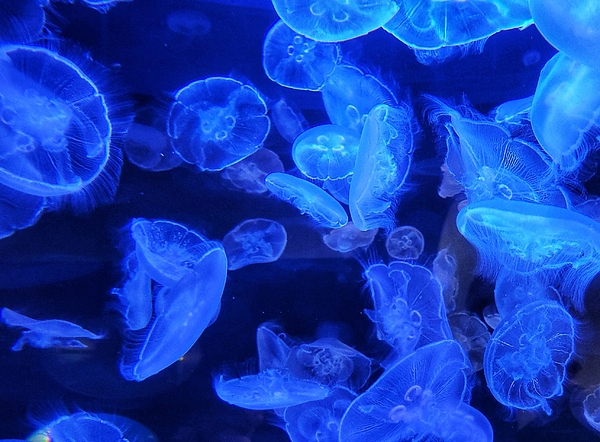 Adam Copp - Jellyfish in the Blue