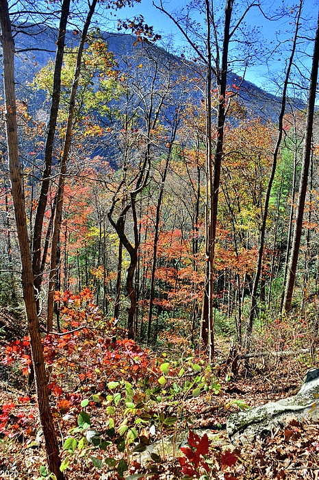 Lisa Wooten - Jones Gap State Park South Carolina Trail In Autumn