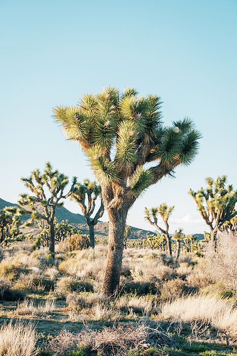 Joshua Tree Turkish Towel