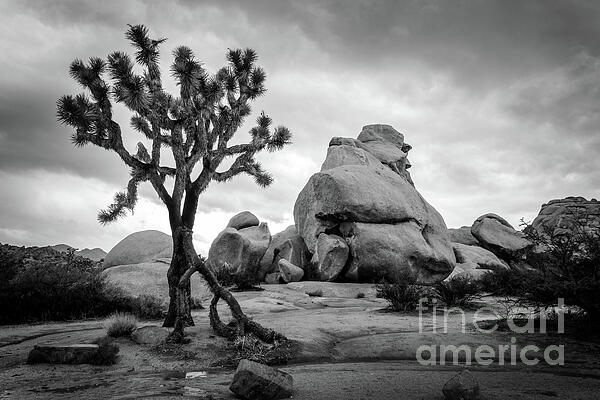 Delphimages Photo Creations - Joshua Tree national park, Hidden Valley, black and white