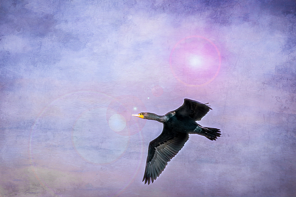 Debra Martz - Journey of a Cormorant Through a Sunlit Sky