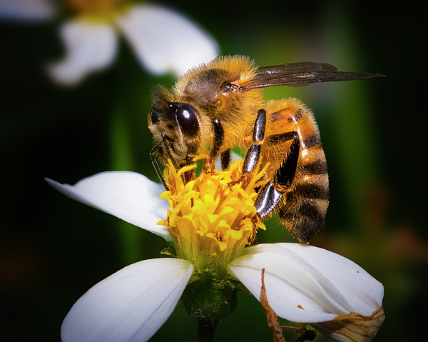 Journey of the Honey Bee Fleece Blanket