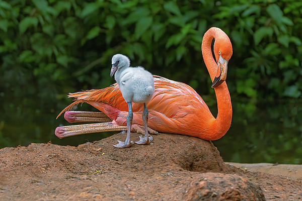 Steve Rich - Jr and Mommy Flamingo Resting