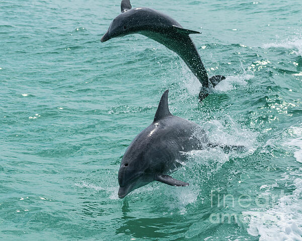 Jennifer White - Jumping Dolphins