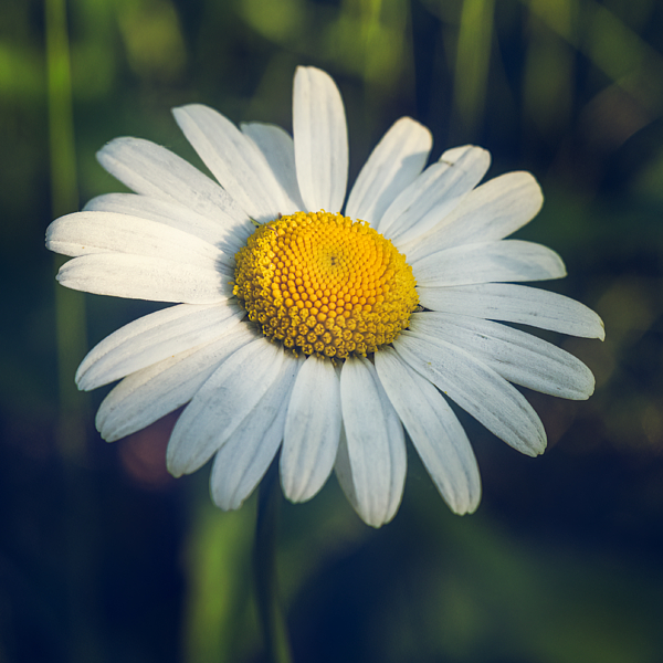 Daisy Photographs