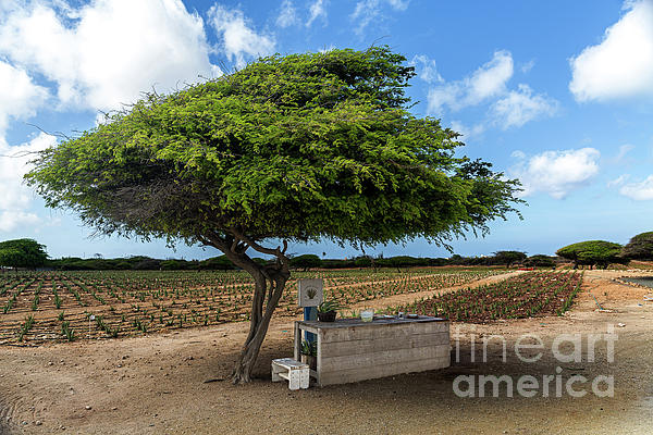 Aruba Art