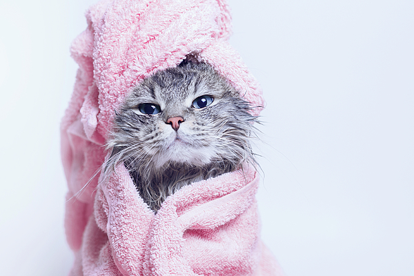 Just washed lovely fluffy cat with towel around his head on grey  background. Bath Towel by Dmitro Kirichay - Pixels