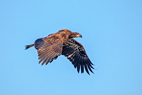 juvenile bald eagle in flight