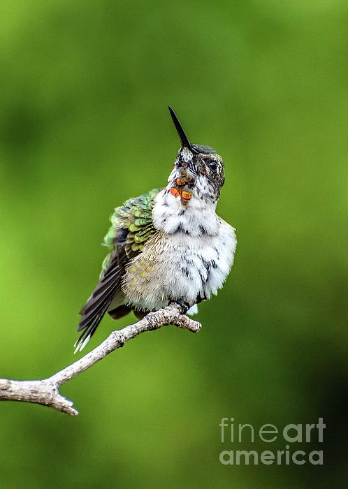 Cindy Treger - Juvenile Male Ruby Throated Hummingbird Displaying His Throat Feathers