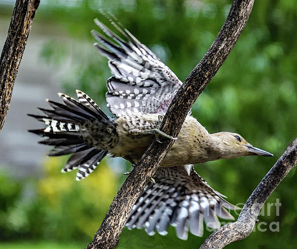 Cindy Treger - Juvenile Red-Bellied Woodpecker Giving Warning To Starlings