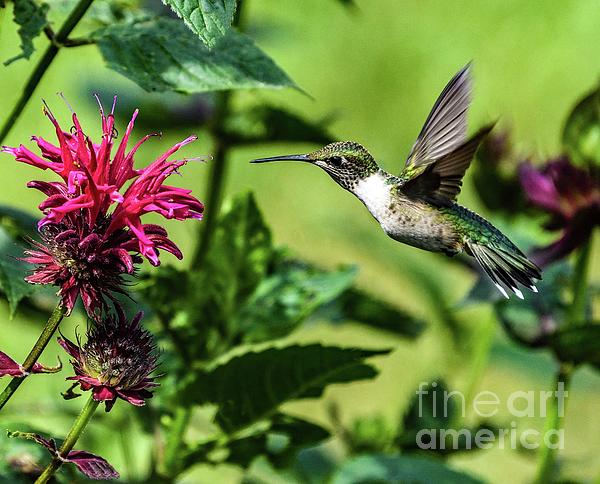 Cindy Treger - Juvenile Ruby-throated Hummingbird and Bee Balm
