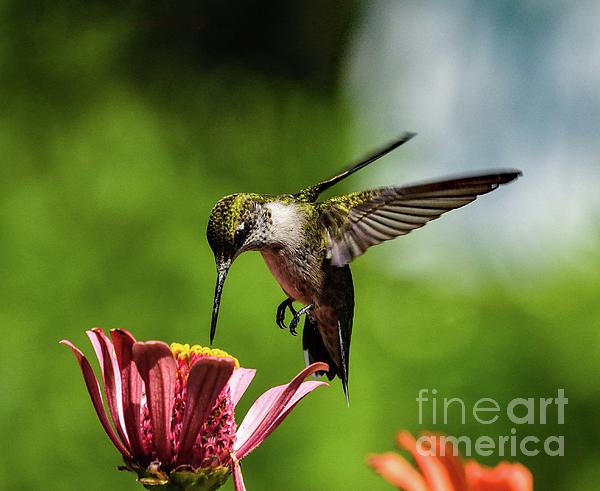 Cindy Treger - Juvenile Ruby-Throated Hummingbird in Action