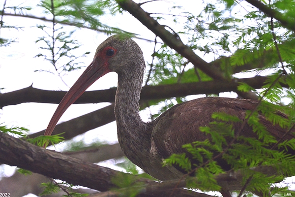 Lisa Wooten - Juvenile White Ibis Perched In A Tree 