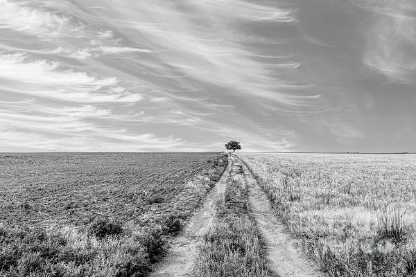 Jennifer White - Kansas Dirt Road To A Tree Grayscale