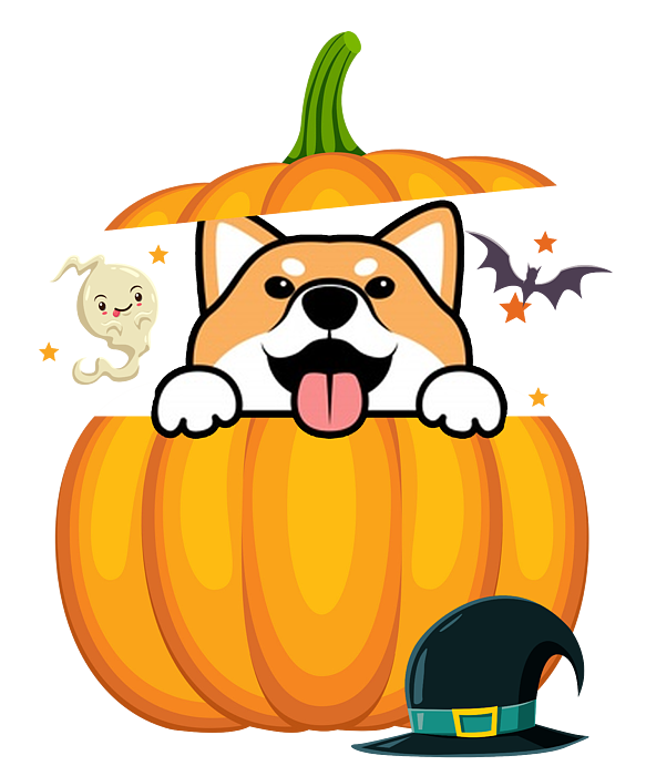 shiba pumpkin