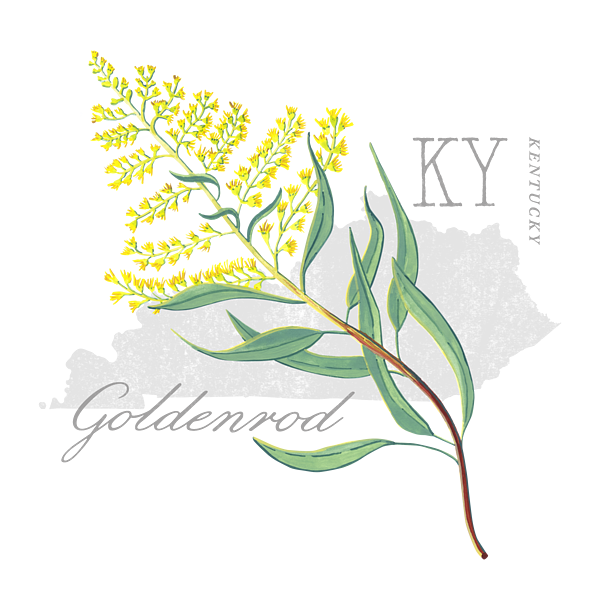 https://images.fineartamerica.com/images/artworkimages/medium/3/kentucky-state-flower-goldenrod-art-by-jen-montgomery-jen-montgomery-transparent.png