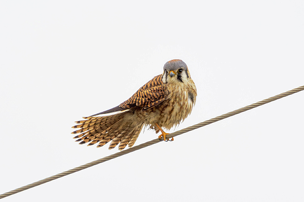 Null Photography Group - Kestrel on a wire.