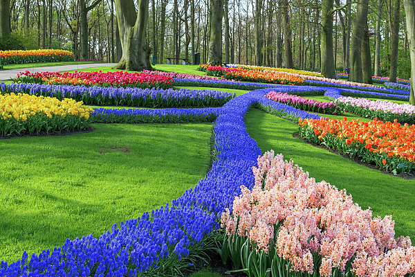 Tulip Art
