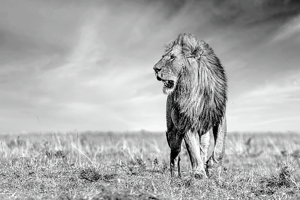Eric Albright - King of the Maasai Mara - African Lion