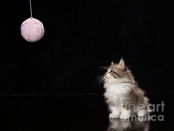 Mark Laurie - Kitten with Yarn Ball 2