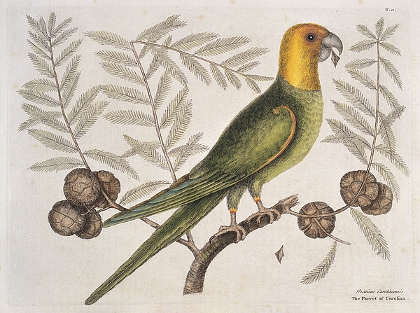 Mark Catesby Art