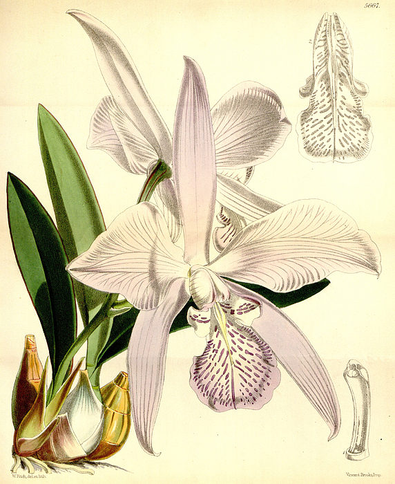 Laelia speciosa as Laelia majalis - Curtis' Greeting Card by Walter ...