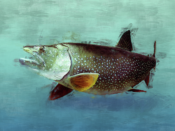 https://images.fineartamerica.com/images/artworkimages/medium/3/lake-trout-flo-karp.jpg