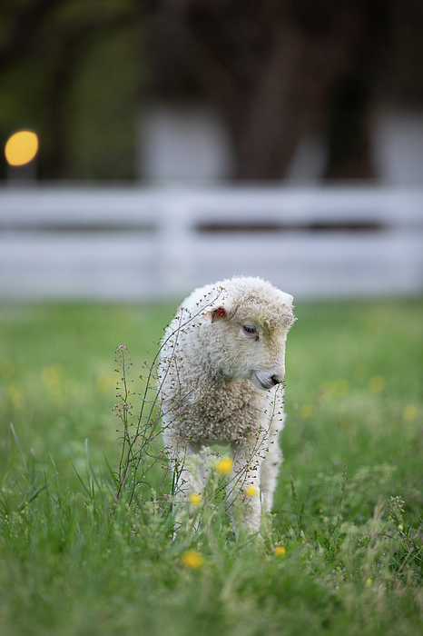 Rachel Morrison - Lamb with Spring Shepherd